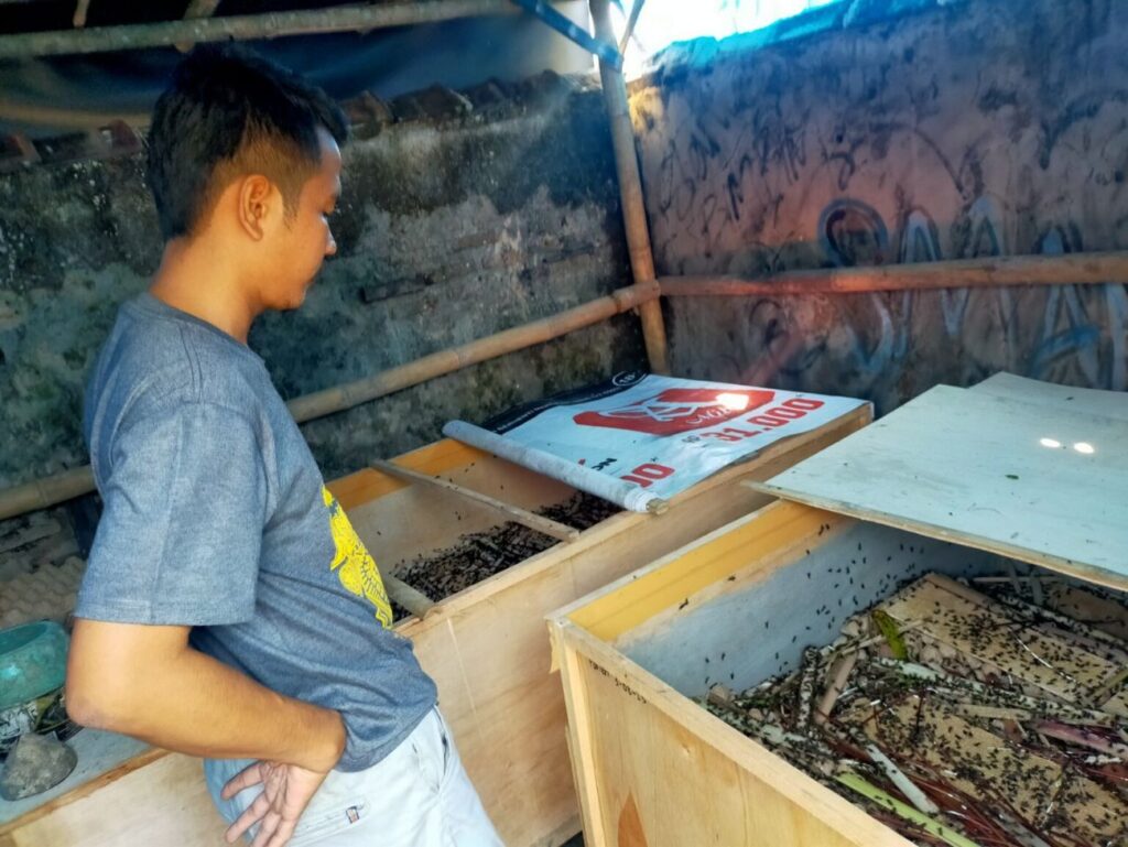 Asyik, Permintaan Jangkrik Kian Mengerik