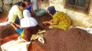 Petani Cengkih di Kabupaten Lebak Mulai Ketar-Ketir