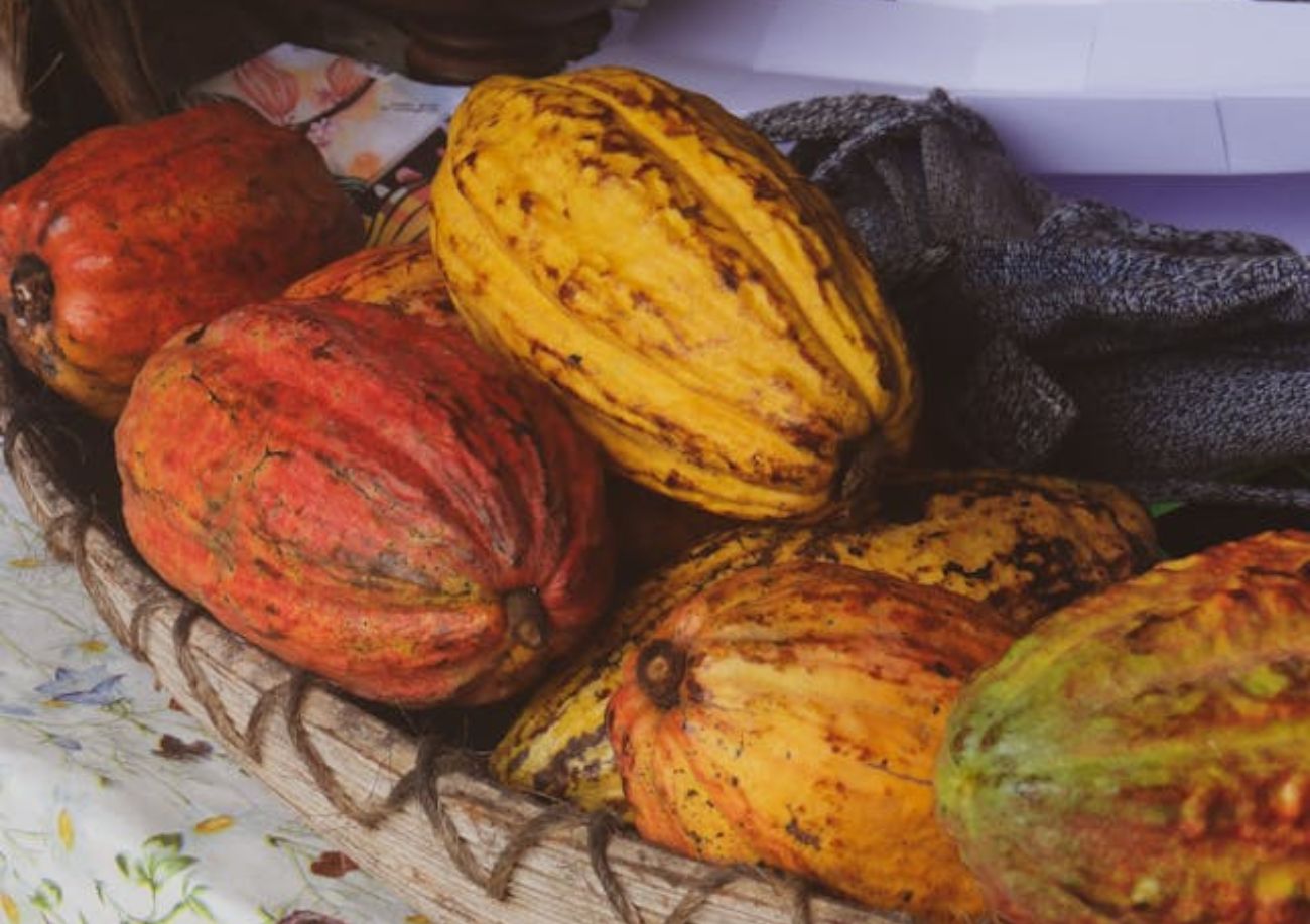 buah coklat