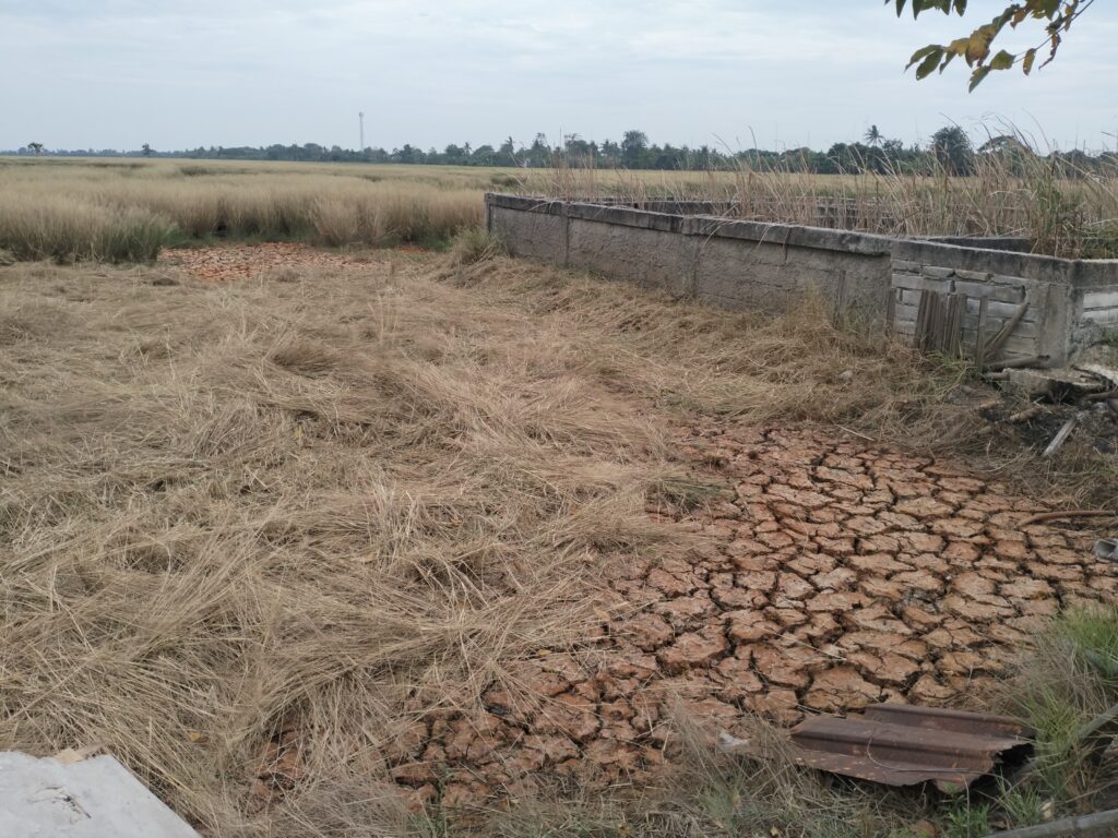 BMKG: Puncak Musim Kemarau Diprediksi Terjadi Juni hingga Agustus 2025, Waspadai Dampaknya