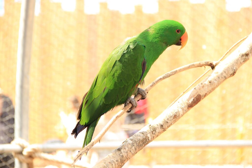 Memelihara Burung Berkicau Membawa Keberuntungan, Ini Kata Feng Shui