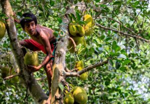 4 Resep Istimewa Makanan Berbahan Nangka, Lezat Menyehatkan