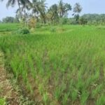 Sawah di Kabupaten Serang alami kekeringan akibat tadah hujan. (Yok)