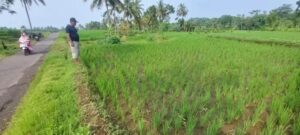 200 Hektare Sawah di Serang Mengalami Kekeringan