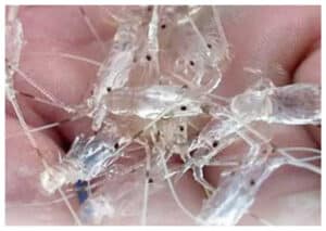 Operasi Gabungan Gagalkan Penyelundupan Benih Lobster di Kepri