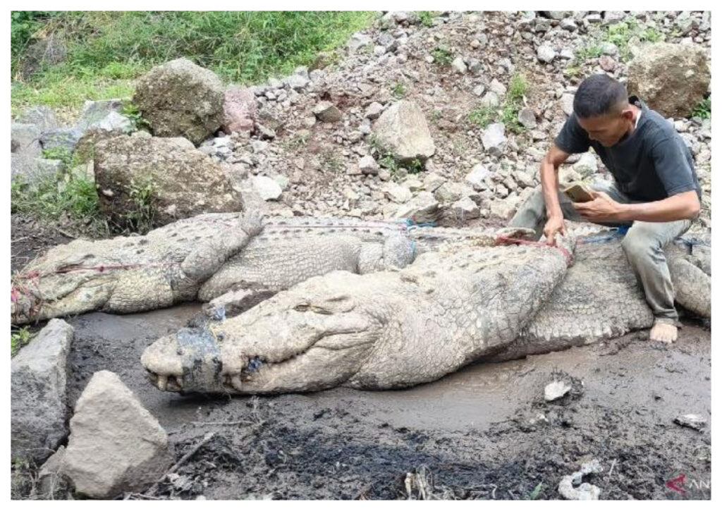 Tembok Jebol Sebabkan Buaya Kabur, BKSDA Siapkan Relokasi