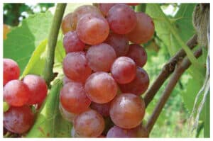 Ini Alasan Mengapa Anggur Layak Disebut Buah Super