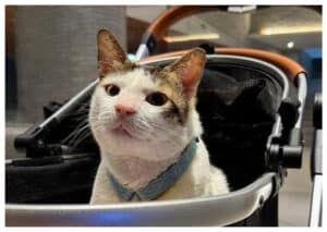 Meski Tak Dilantik, Bobby Jadi Penghuni Tetap Istana Merdeka