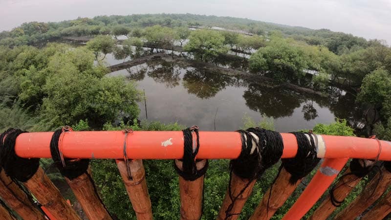 Potensi Ekowisata Mangrove Gunung Anyar Surabaya