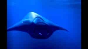 Kronos Kapal Selam Siluman Mampu Balik Arah 180 Derajat Penuh