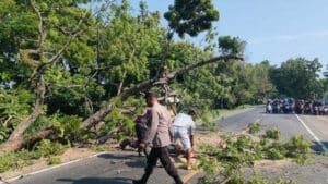 Kabar Duka di Jalan Raya Maospati-Ngawi, Gadis Tertimpa Pohon Roboh