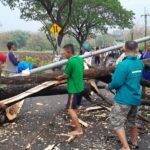 pohon tumbang