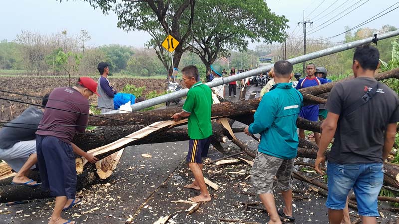 Angin Kencang Robohkan Belasan Pohon Usia Tua di Mojokerto
