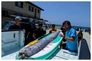 Fenomena Langka, Ikan “Kiamat” Ditemukan di Pantai Encinitas California