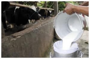 Hadapi Dominasi Impor, DPR Desak Kebijakan Baru untuk Tingkatkan Produksi Susu Dalam Negeri