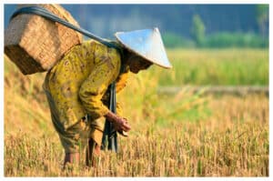 DPR Kritik Program Swasembada Pangan yang Tak Efektif