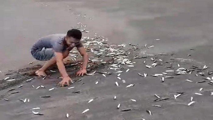ikan cekong