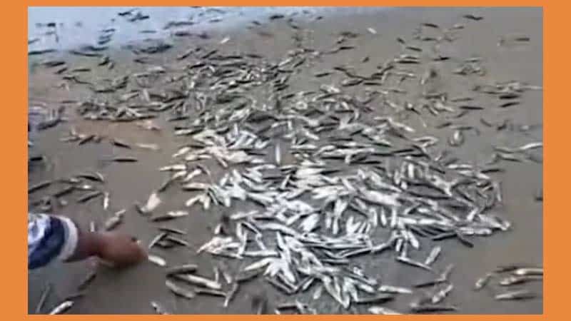 Ribuan Ikan Sarden Terdampar di Pantai Rajegwesi Banyuwangi, Warga Panen