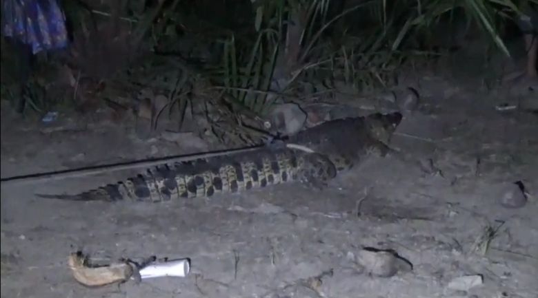 buaya