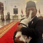 kucing presiden