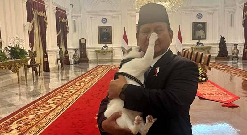 kucing presiden