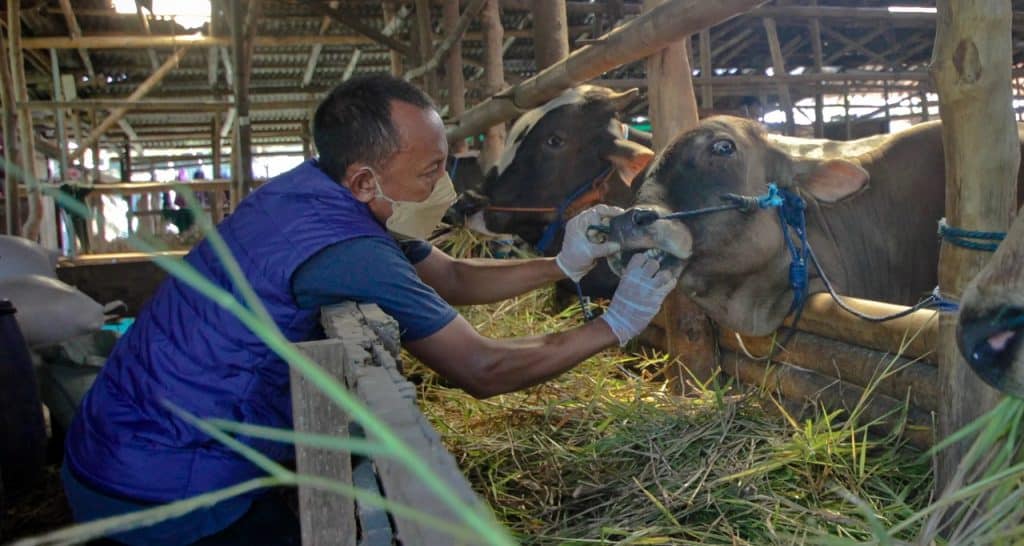 peternak sapi lebak