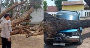 Pohon Trembesi Roboh Menimpa Kendaraan di Kauman Tulunaggung