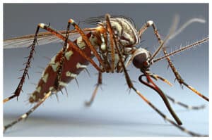 Kasus DBD di Garut Tinggi di Tahun 2024, Kematian Mencapai 14 Orang!