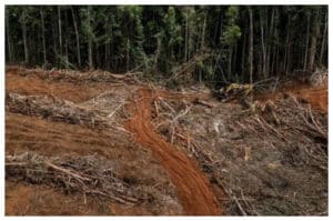 Ketahanan Pangan vs Kelestarian Hutan, Dilema Pembukaan 20 Juta Hektare Lahan