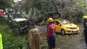 Hujan Terus Terjadi di Malang, Sepekan ini Banyak Pohon Tumbang