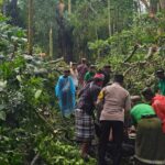 Tragedi Pohon Tumbang di Monkey Forest Ubud Dua Wisatawan Asing Tewas