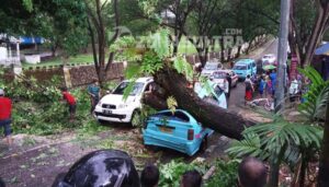 Di Bojonegara Dua Mobil Ringsek Ketimpa Pohon Tumbang
