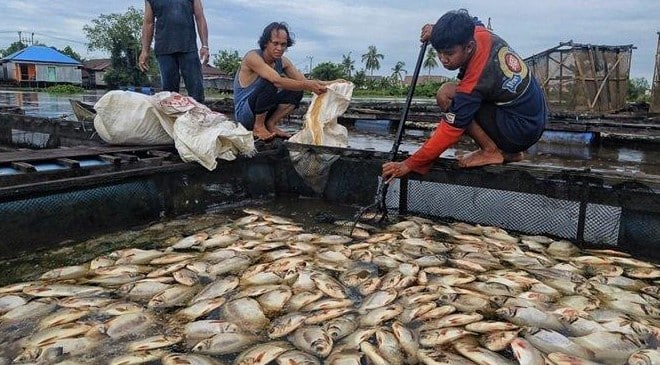 Ribuan ikan bawal siap panen di Banua Anyar Banjarmasin mati mendadak. (ist)