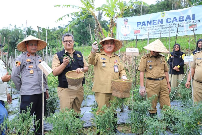 panen cabai merah