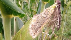 Hama Tikus Rusak 20 Hektare Lahan Jagung di Kalsel