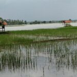 sawah terendam banjir