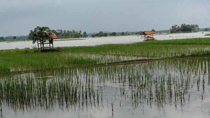 4.340 Hektare Sawah di Kabupaten Pandeglang Terancam Puso