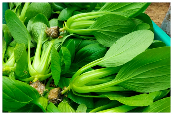 Mengungkap Manfaat Pakcoy, Superfood dengan Nutrisi Tinggi