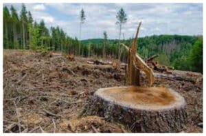 DPR Peringatkan Risiko Deforestasi dari Rencana Pemanfaatan 20 Juta Hektare Hutan