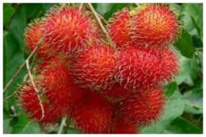 Mengapa Rambutan Baik untuk Tubuh? Ini Penjelasan dan Manfaatnya