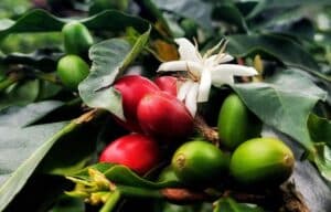 Pencinta Kopi Wajib Tahu, Ini Jenis Kopi Favorit dari Papua, Dahsyat Rasanya!