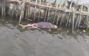 Viral, Lumba-Lumba Mati di Pagar Laut Tarumajaya, Ini Kata Nelayan Pesisir Pantai