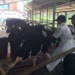 penyakit mulut dan kuku