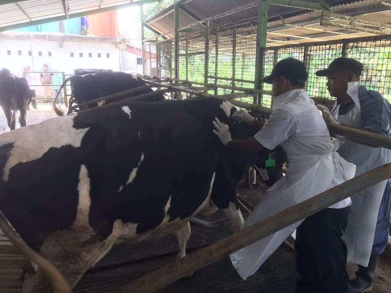 penyakit mulut dan kuku