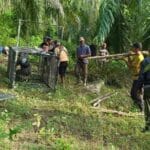 perangkap harimau