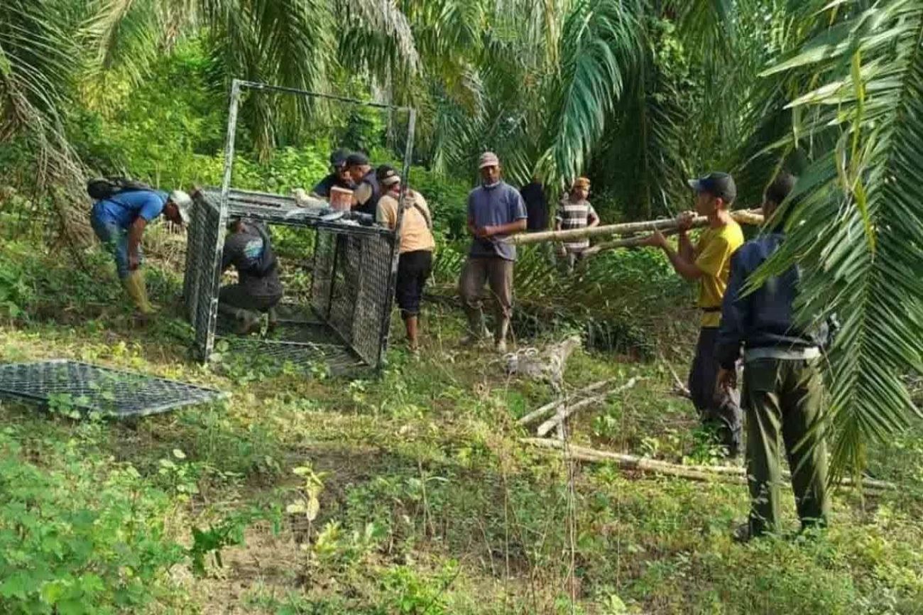 perangkap harimau