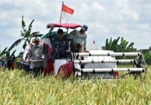 Target Produksi Padi Meningkat, OKI Catat Surplus Beras 238 Ribu Ton