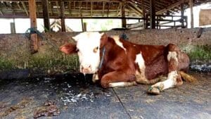 Dampak Virus PMK Harga Sapi di Pasar Hewan Bekonang Sukoharjo Anjlok Hingga 70 Persen