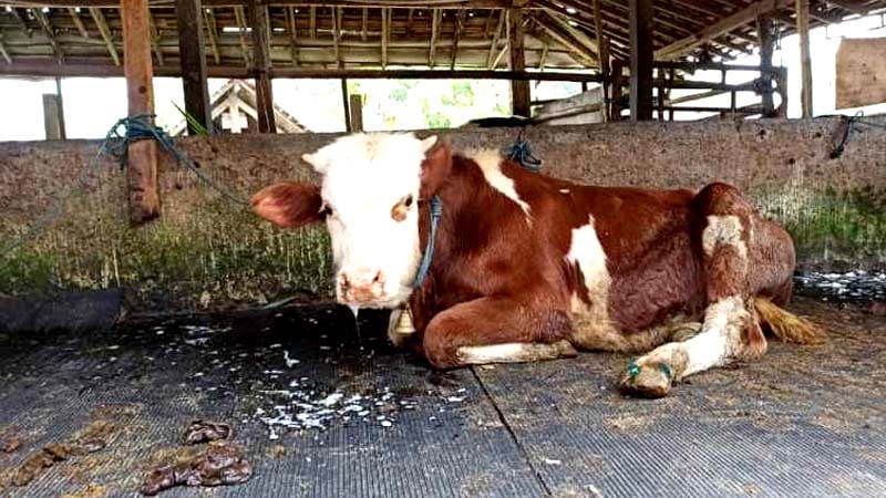 Dampak Virus PMK Harga Sapi di Pasar Hewan Bekonang Sukoharjo Anjlok Hingga 70 Persen