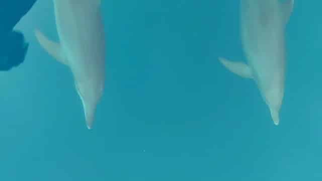 Lumba-lumba Sering Muncul di Pulau Pramuka, DLH DKI: Indikator Positif